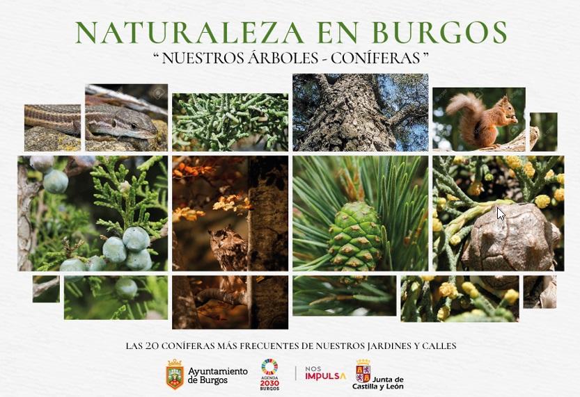 Imagen NUESTRAS CONÍFERAS