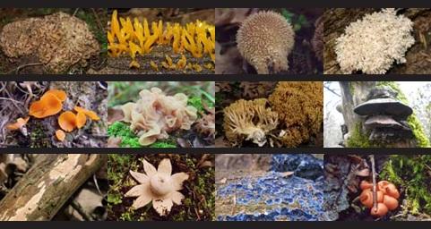 Imagen Los hongos de nuestra ciudad