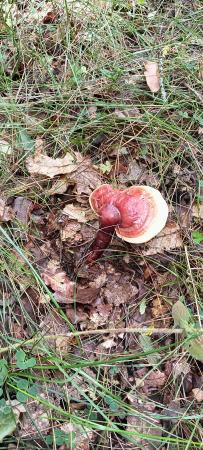 Image PASEOS MICOLÓGICOS