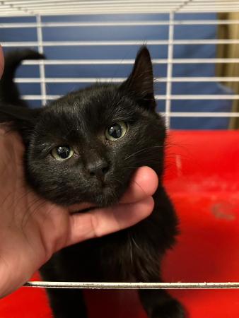 Image Gato cachorra  G1040