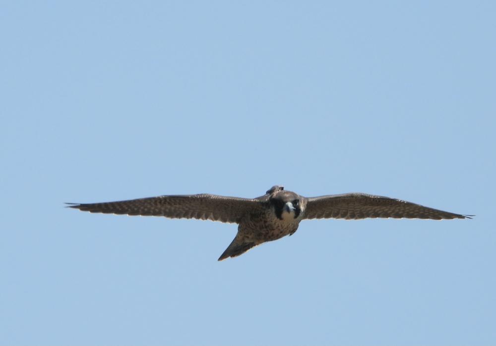 Imagen Charla Proyecto Halcón Peregrino Burgos