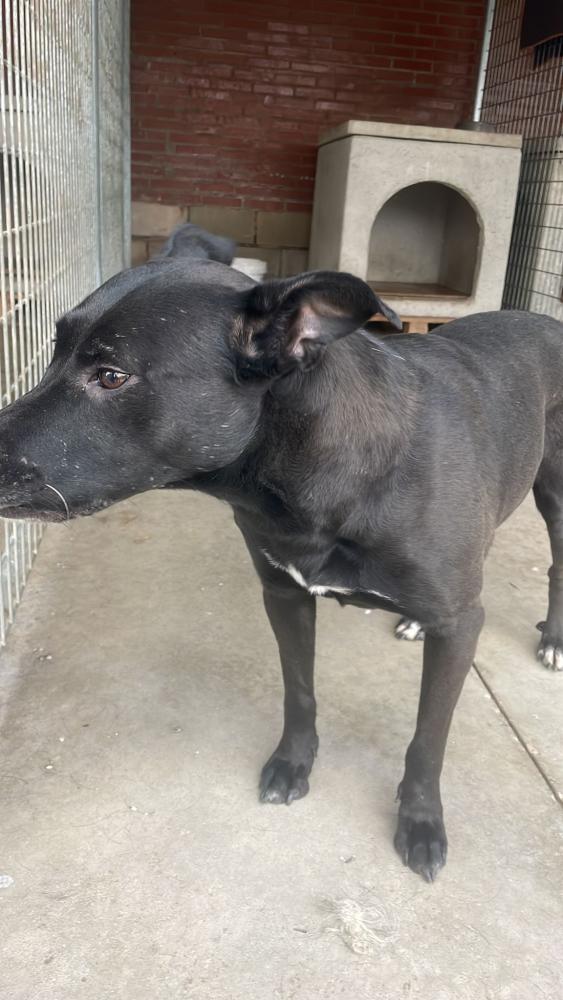 Imagen 5507- Mestizo