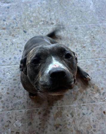 Image 5751- Mestizo Pitbull