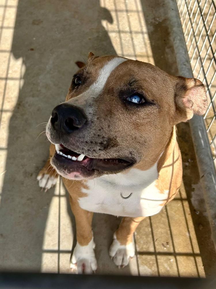 Imagen 5761- Pitbull