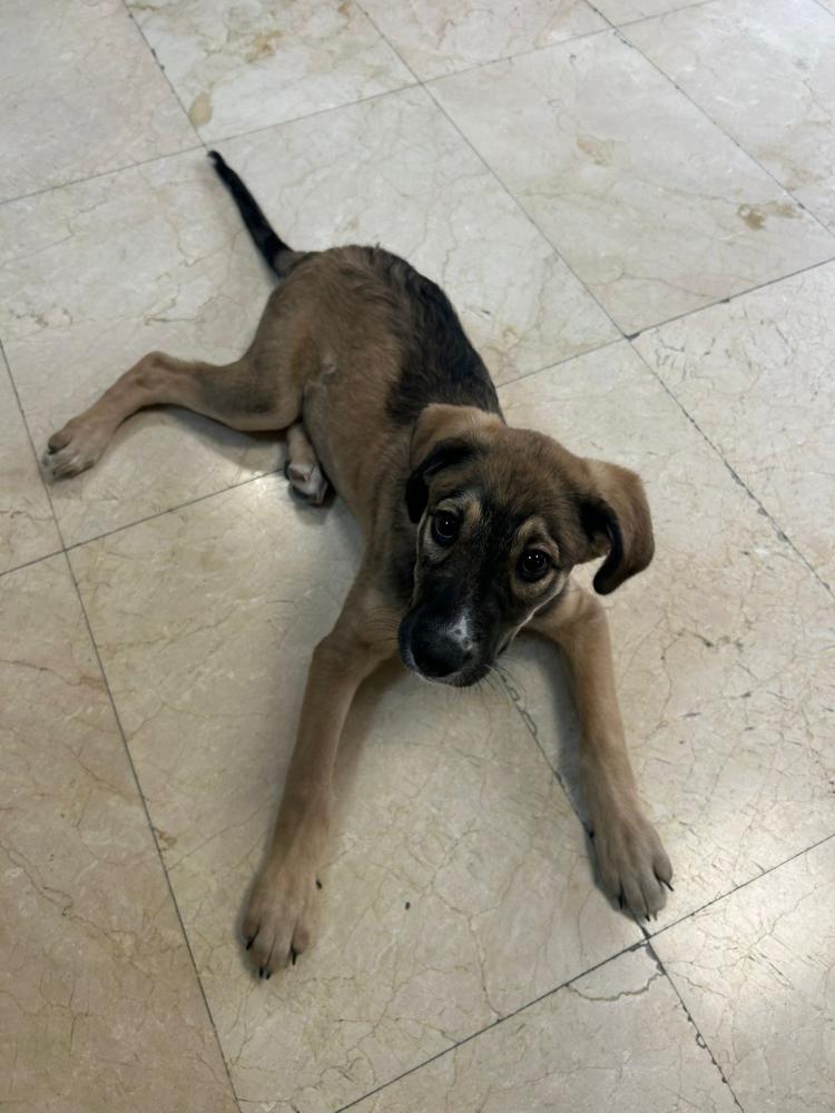 Imagen 5767- Mestizo