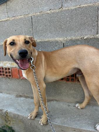 Image 5768- Mestizo Pitbull