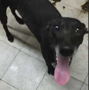 Image 5784 - Galgo