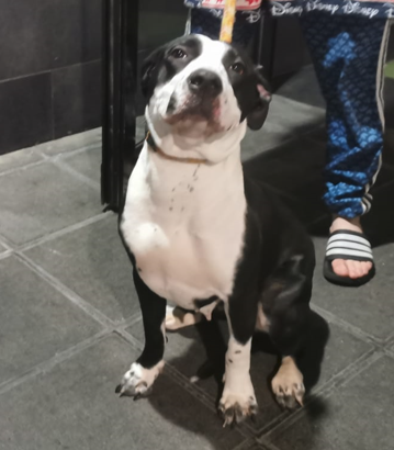 Imagen 5785 - Cruce American Staffordshire