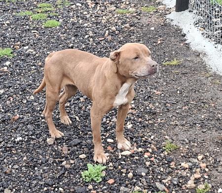Image 5792 - STAFFORDSHIRE TERRIER AMERICANO