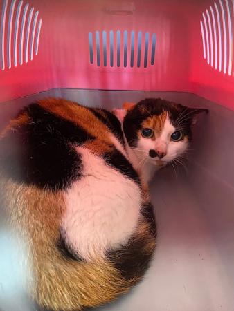 Image Gato G976 - hembra