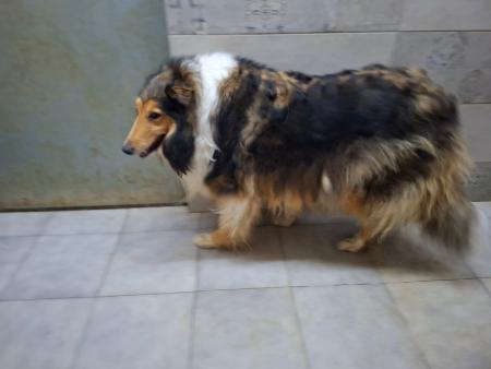 Imagen 5825 - ROUGH COLLIE