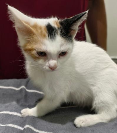 Imagen Gato G1118 cachorro