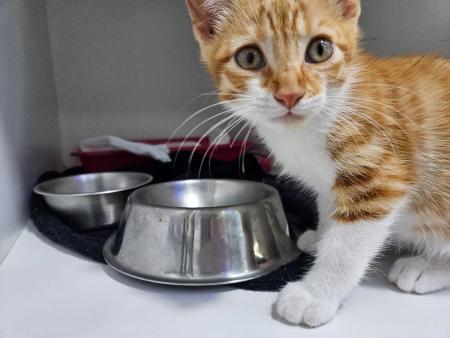 Image Gato G1121 cachorro