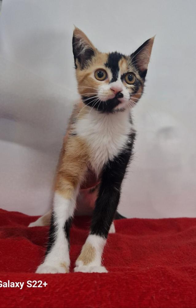 Imagen Gato G1119 cachorro