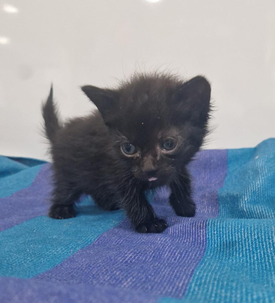 Imagen Gato G1127 cachorro