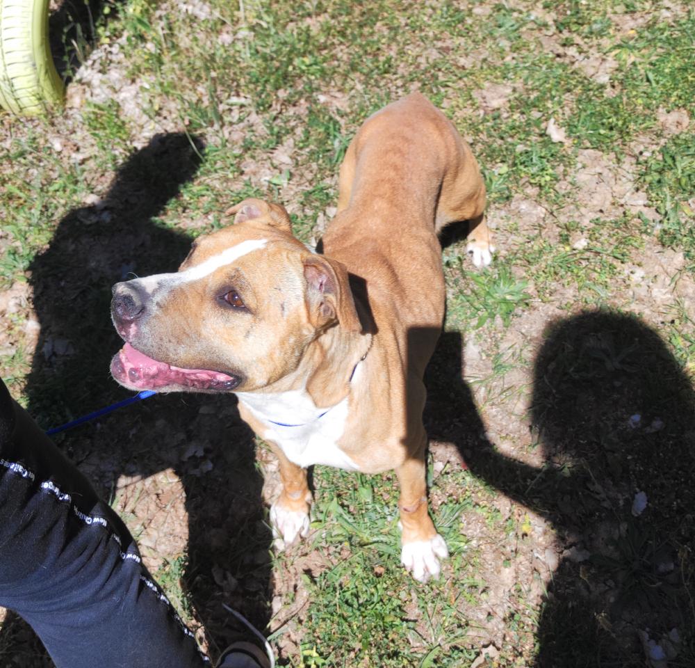 Imagen 5303- American Staffordshire terrier