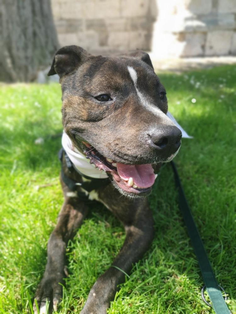 Imagen 5677 - cruce pitbull