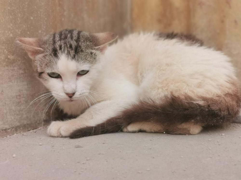 Imagen Gata G1109