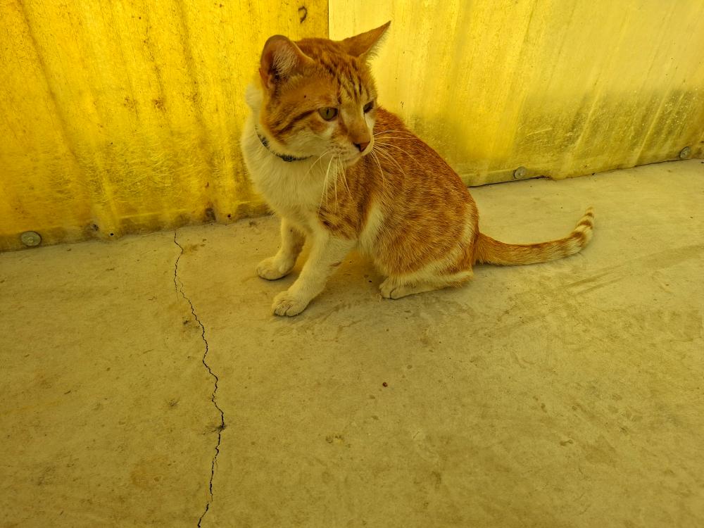 Imagen Gato G1134