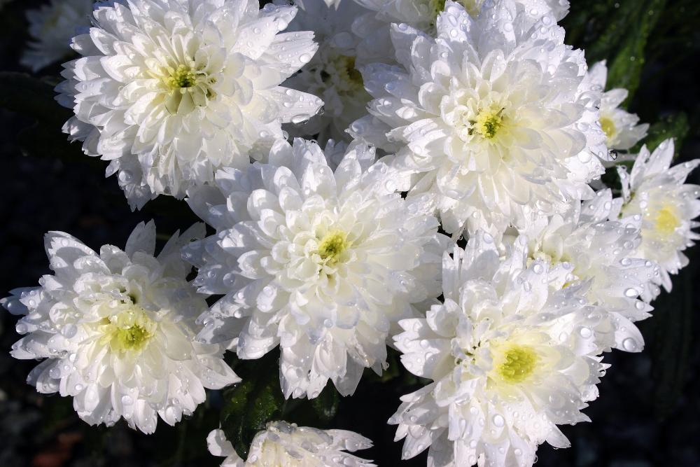 Imagen Venta de flores Todos los Santos