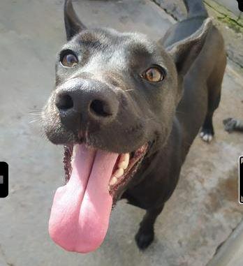 Image 5513- Lobita