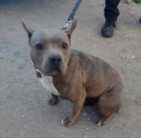 Imagen 5546- American Staffordshire terrier
