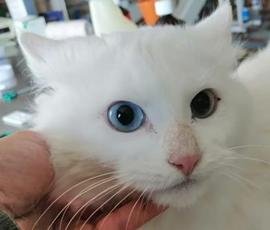 Imagen Gato 903