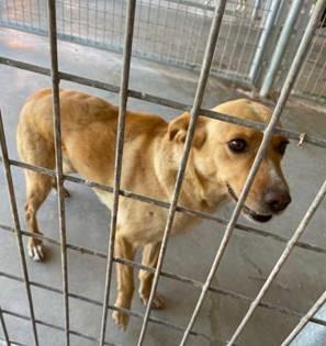 Imagen 5575 - Cruce de Labrador y Podenco
