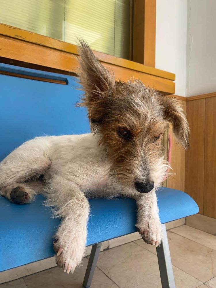 Imagen 5582 - Cruce Fox Terrier