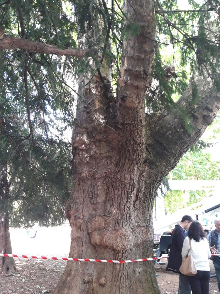 Imagen 06/09/2023 El Ayuntamiento de Burgos comprueba la resistencia en un árbol de grandes dimensiones del paseo de la Isla