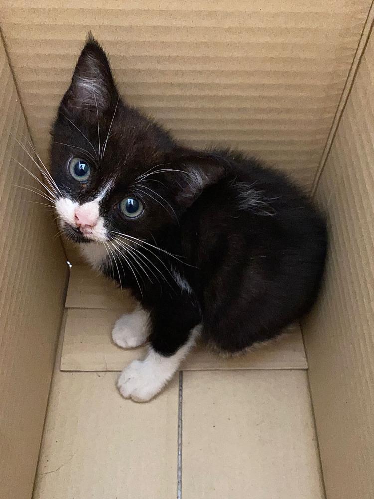 Imagen Gato 949 - cachorro