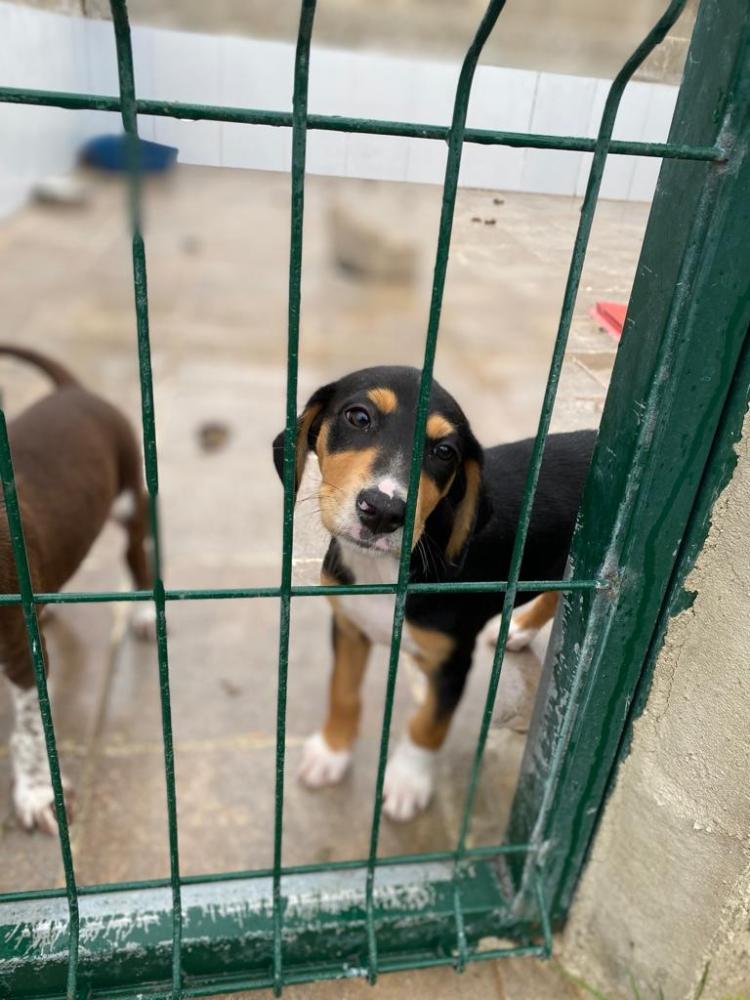 Imagen Cachorra 5600