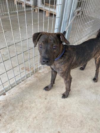 Image 5610 - cruce alano