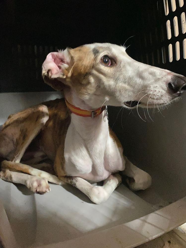 Imagen 5623 -  Galgo