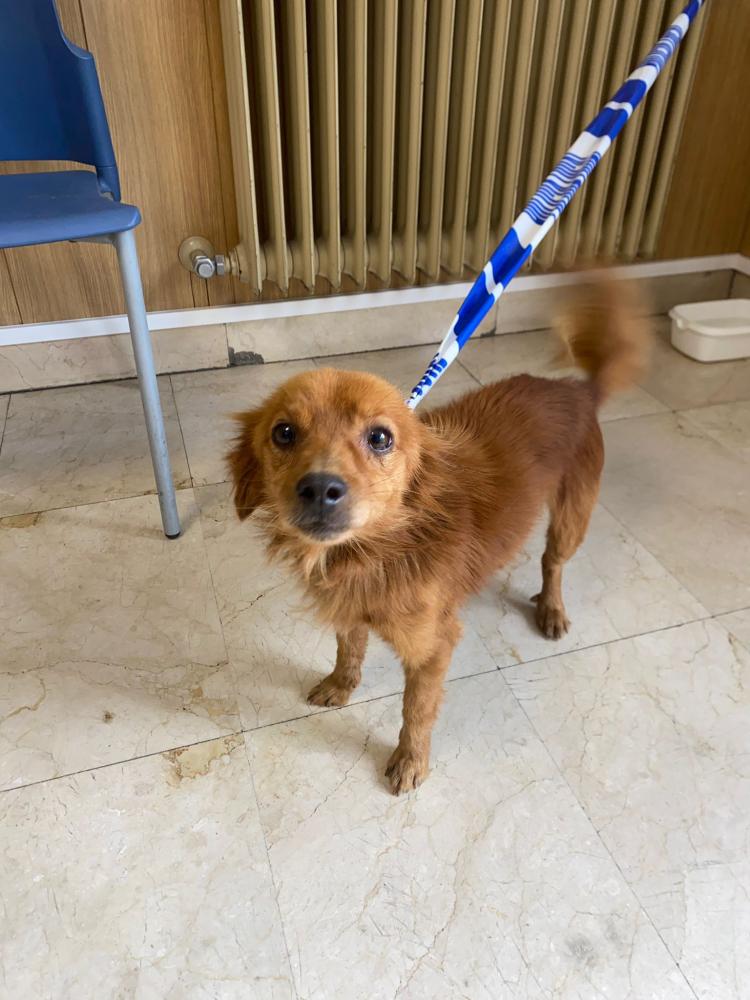 Imagen 5630 - Cruce pomerania
