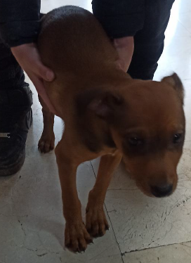 Imagen 5632 - cruce de pinscher cachorro