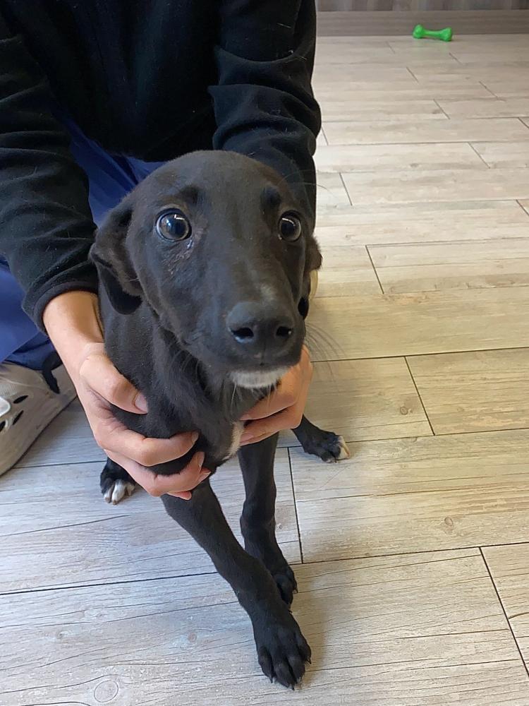 Imagen 5640 - Cachorro galgo