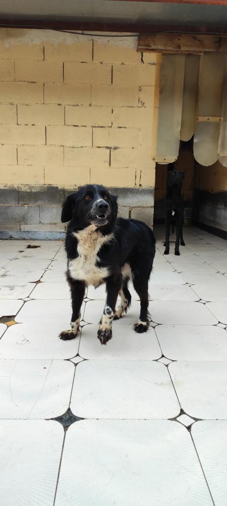 Imagen 5572-Cruce Border Collie