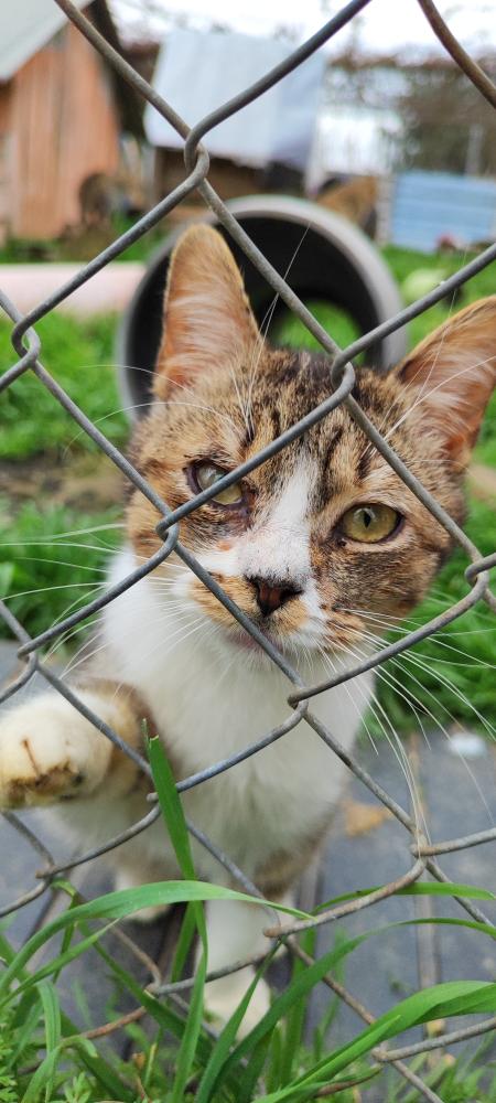 Imagen Gato 935