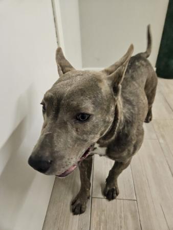 Image 5659 - STAFFORDSHIRE TERRIER AMERICANO
