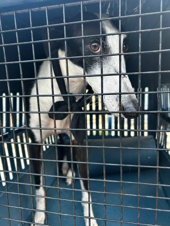 Image 5707 - Galgo