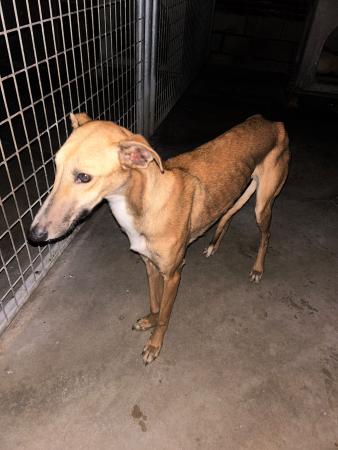 Image 5708 - Galgo