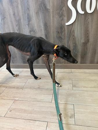 Image 5713 - Galgo