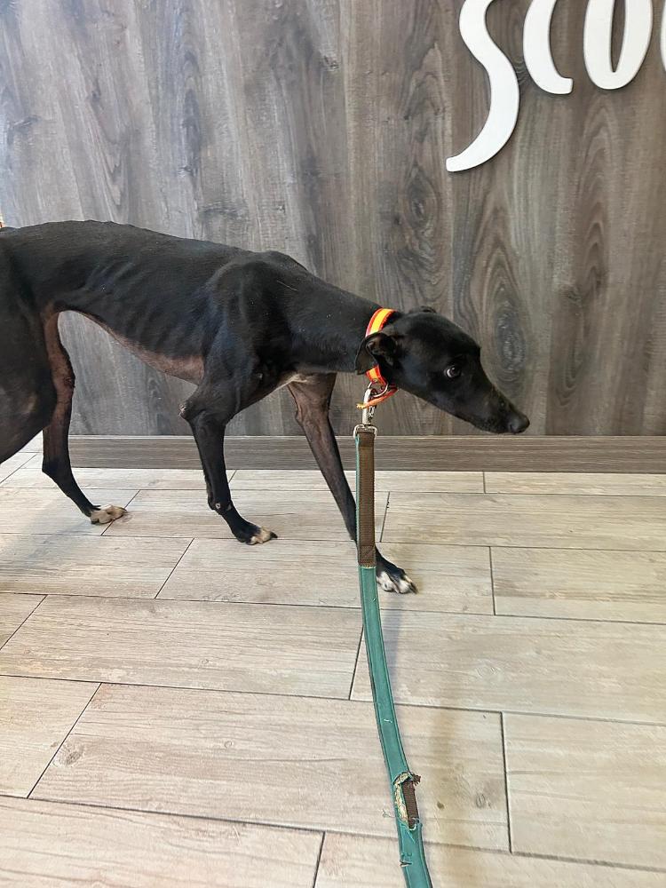 Imagen 5713 - Galgo