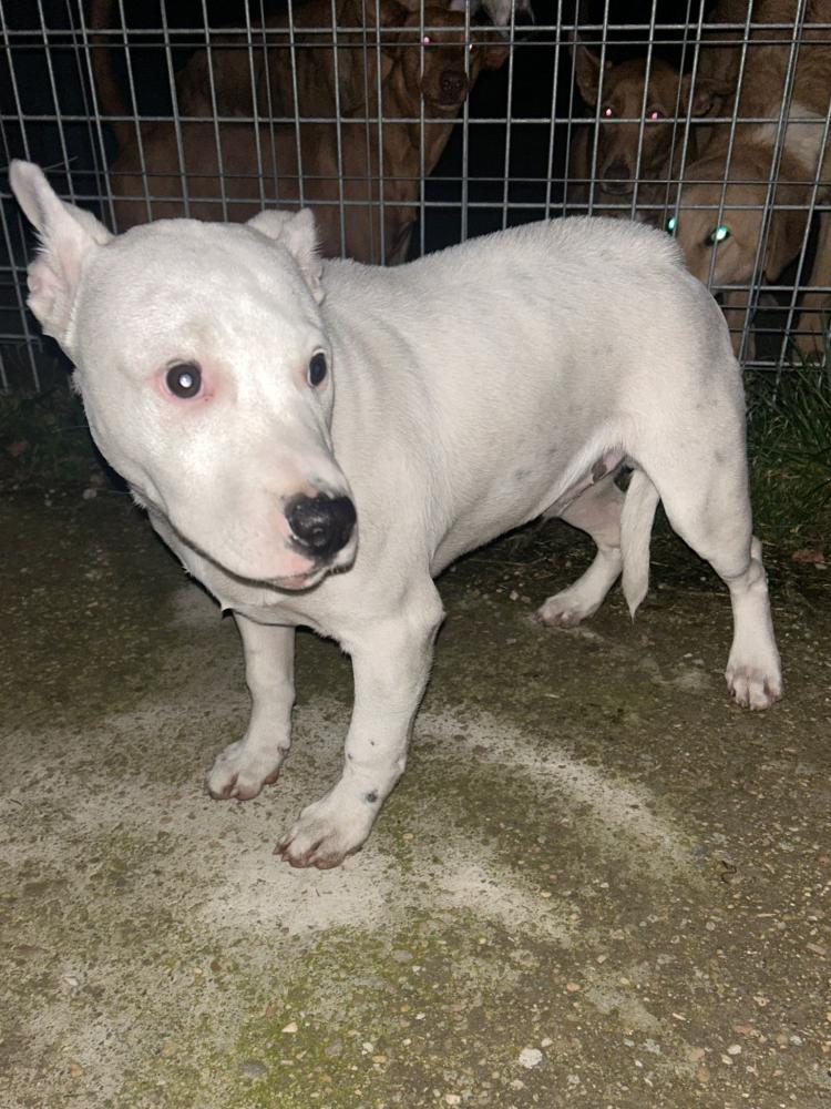Imagen 5718 - Cachorro cruce de Dogo Argentino
