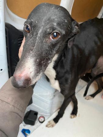 Image 5719 - Galgo