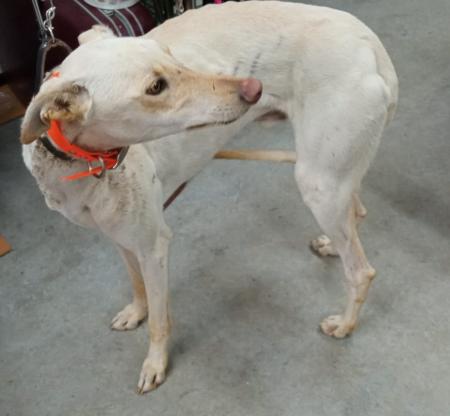 Image 5724 - Galgo