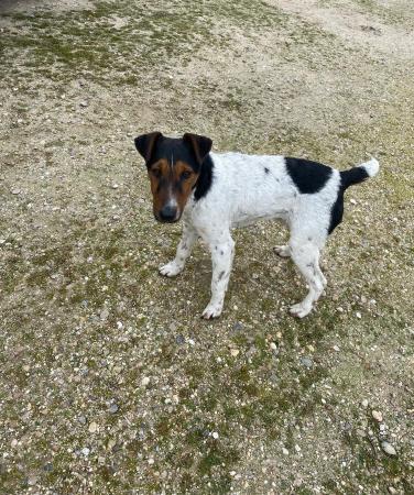 Image 5727 - Cruce Fox Terrier