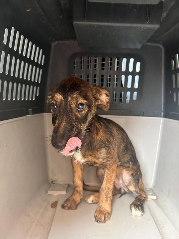 Imagen 5714 - cachorro CRUCE DE TECKEL PELO DURO X GALGO